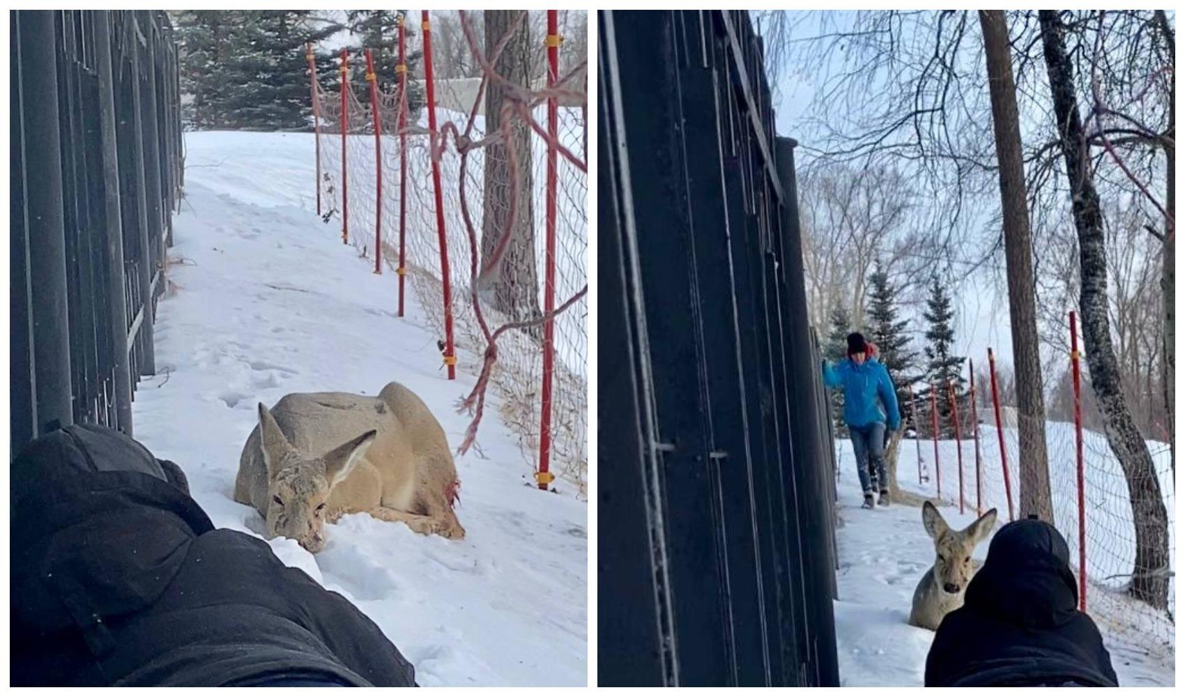Фото В Новосибирске косуля погибла после нападения собак в Заельцовском парке 2